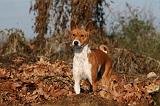 BASENJI 047